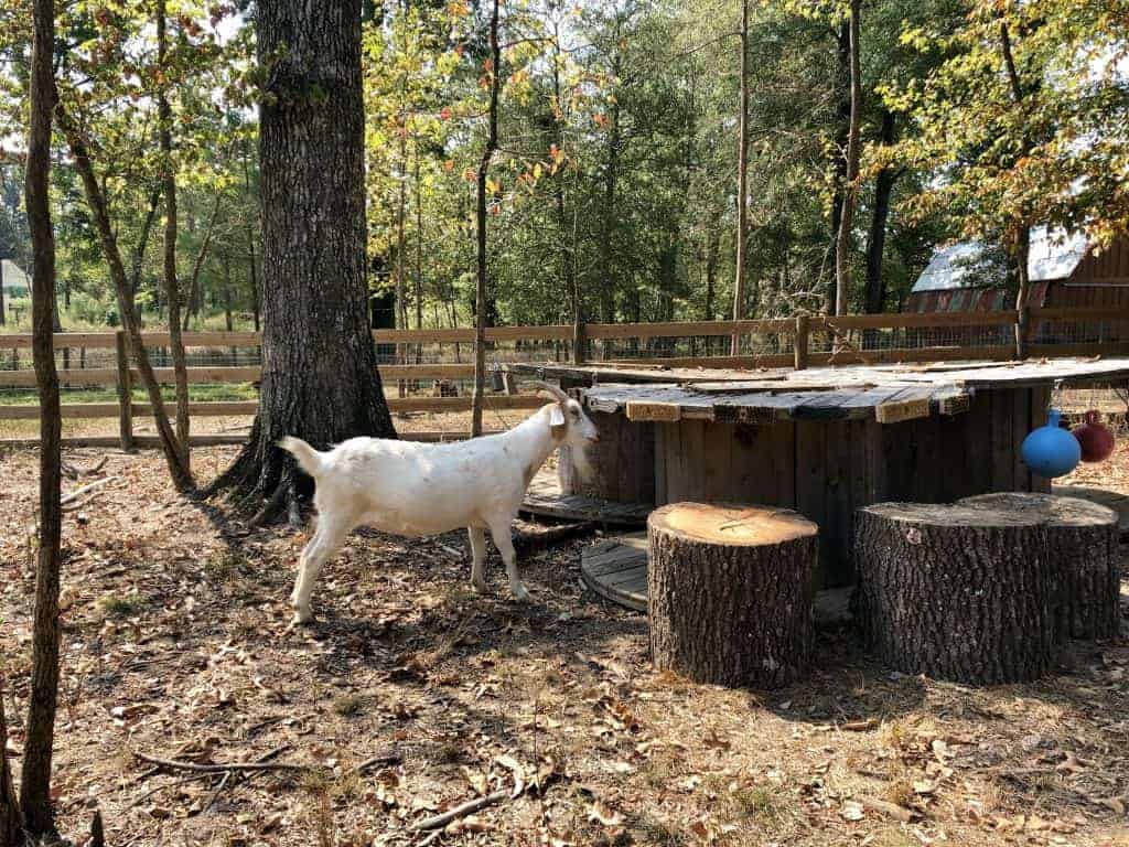 A smaller goat stands next to a platform made out of stumps and large wooden spools.