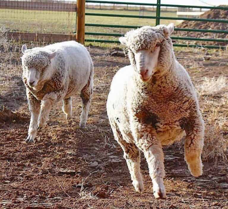 Creating An Enriching Life For Sheep - The Open Sanctuary Project