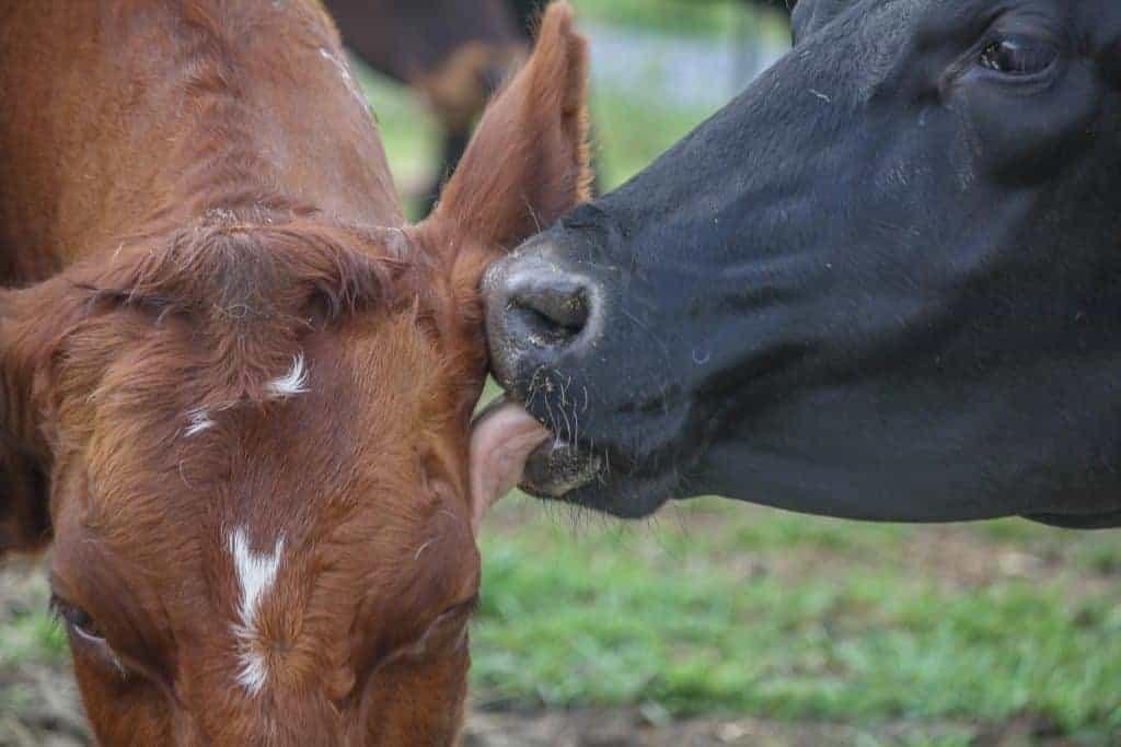 A black cow licking the face of a brown cow.