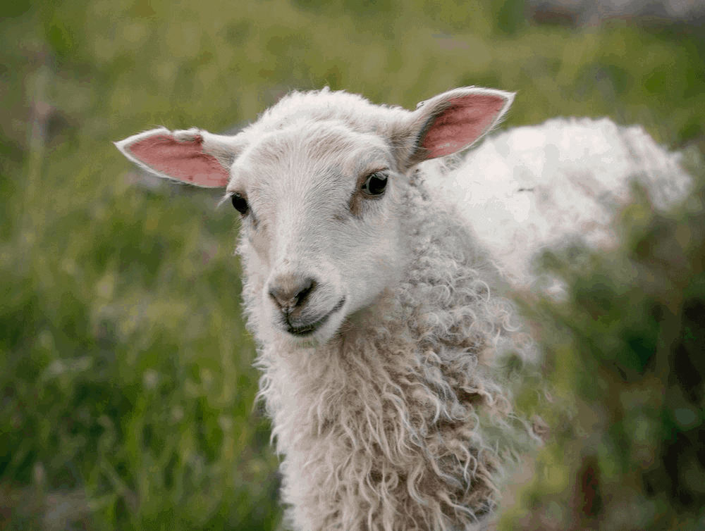 A woolen lamb peering past a bush at the camera.