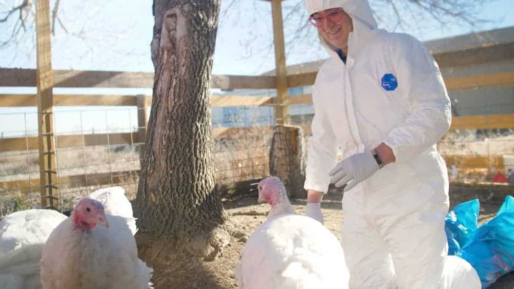 A caregiver wearing a tyvek suit and latex gloves, smiling, looking at four large breed turkeys.