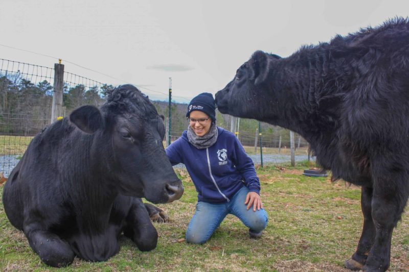 A caregiver pets a black cow who is laying down while another black cow licks the caregiver's hat.