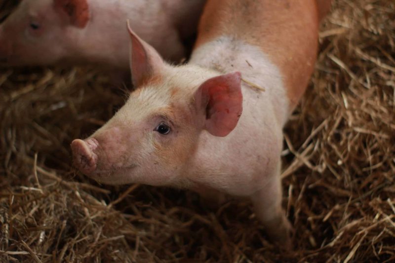 fun-facts-about-pigs-the-open-sanctuary-project