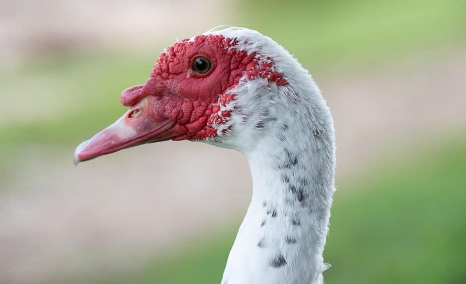 Close up of the face of a Muscovy duck.