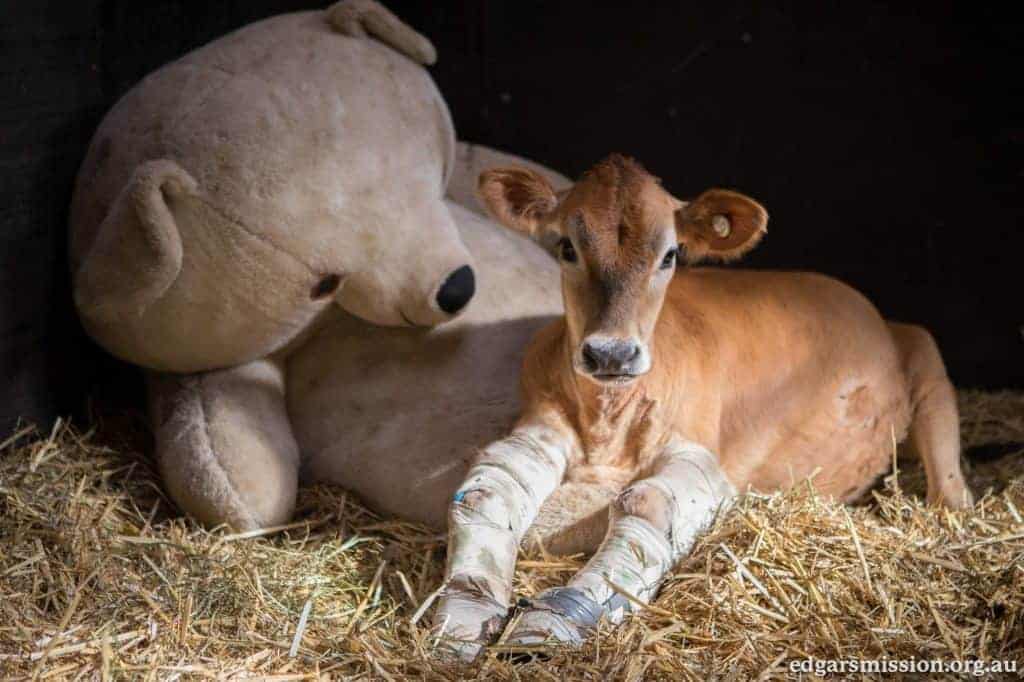 A calf wearing casts on each of their front legs lies down in straw with a large teddy bear.