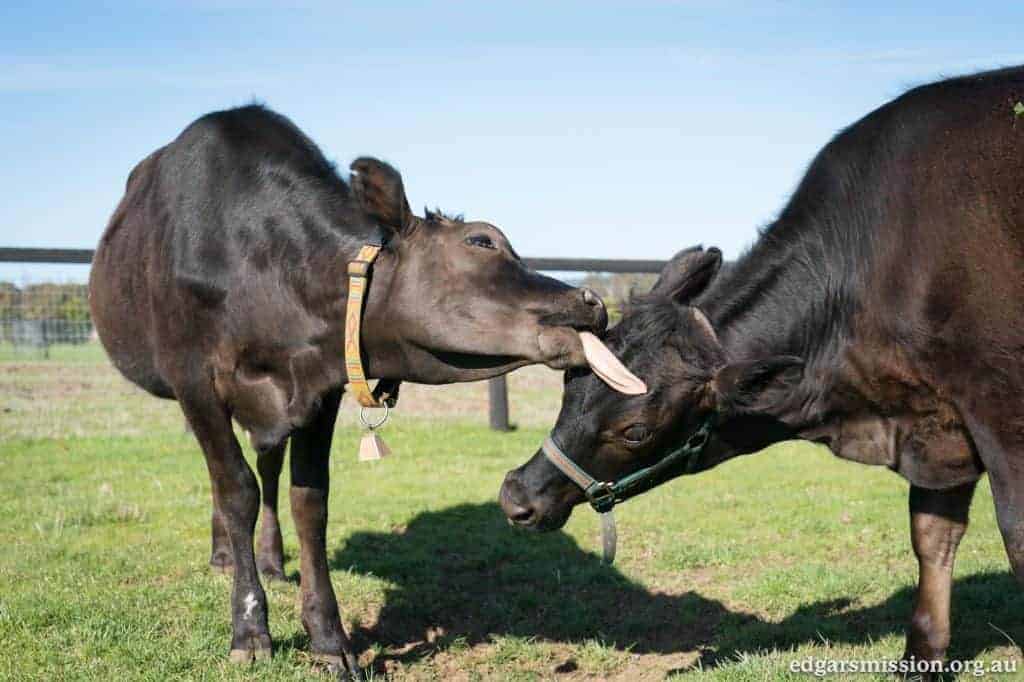 Two cows in a field wearing breakaway collars. One is licking the other's face.