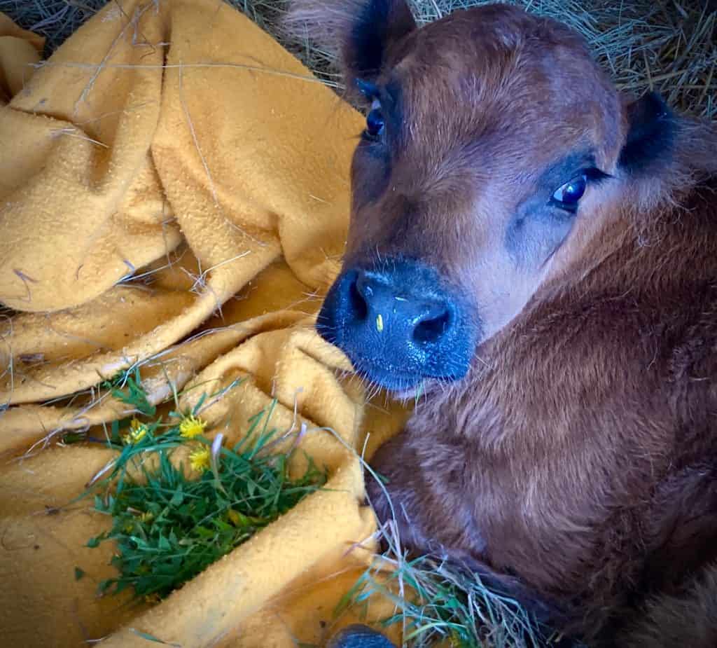 Calf sits in front of a small pile of dandelions placed in front of her.