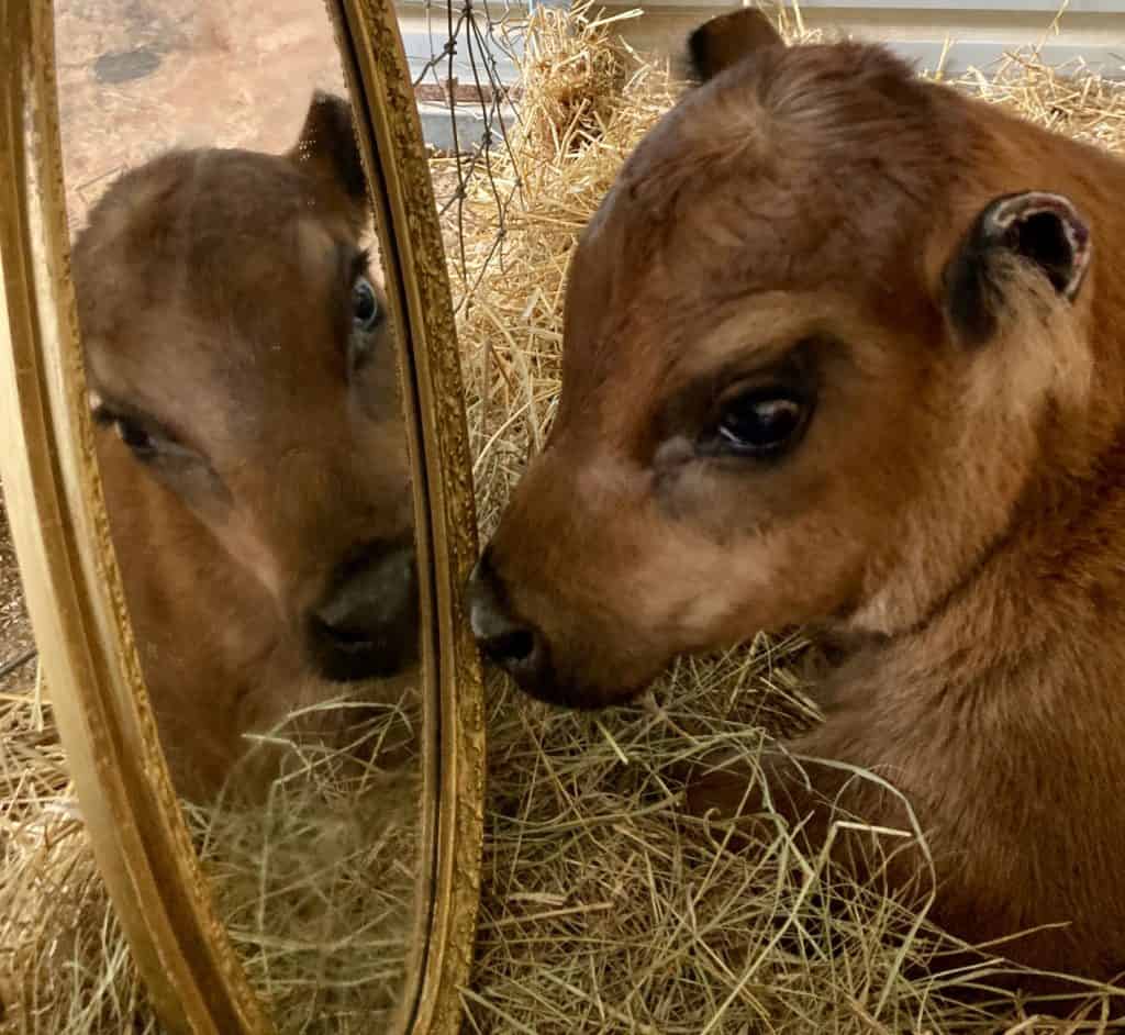 Brown calf looks into mirror as a form of social enrichment.