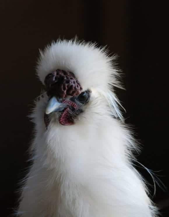 White silkie rooster with purple walnut comb