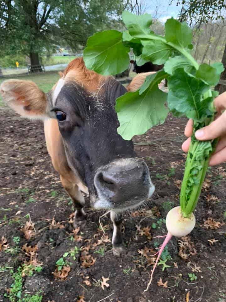 A human offers a turnip to a cow.