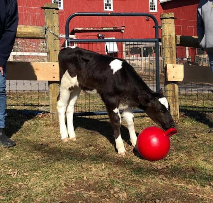 A small black and white cow plays with a red ball in a pasture.