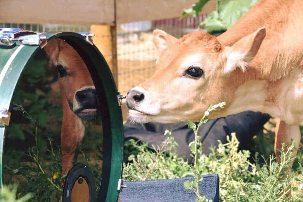 A young cow looks at themself in the reflection of a kick drum.