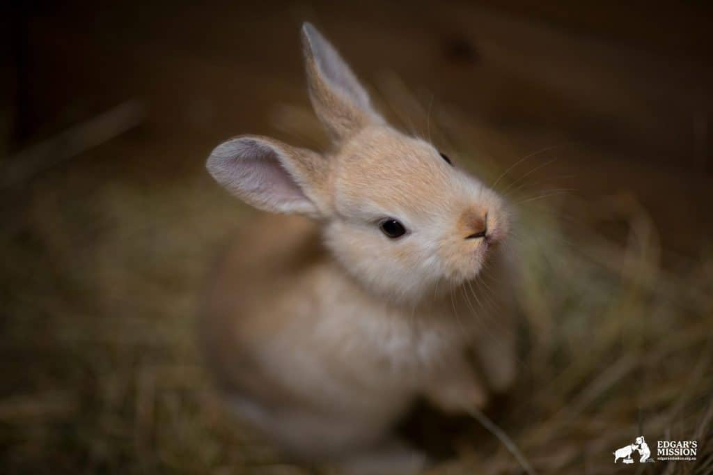 A domestic rabbit standing and looking at the camera.