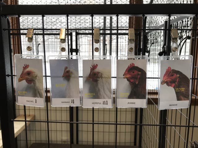 A series of 5 name tags on a cage wall, each with a photograph of an individual chicken resident and their name.