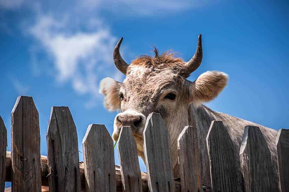 A horned cow looking over a wooden fence.