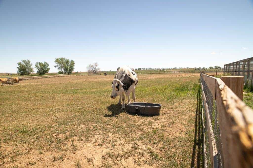 A black and white cow, drinking water from a tub in a pasture, quite far away.
