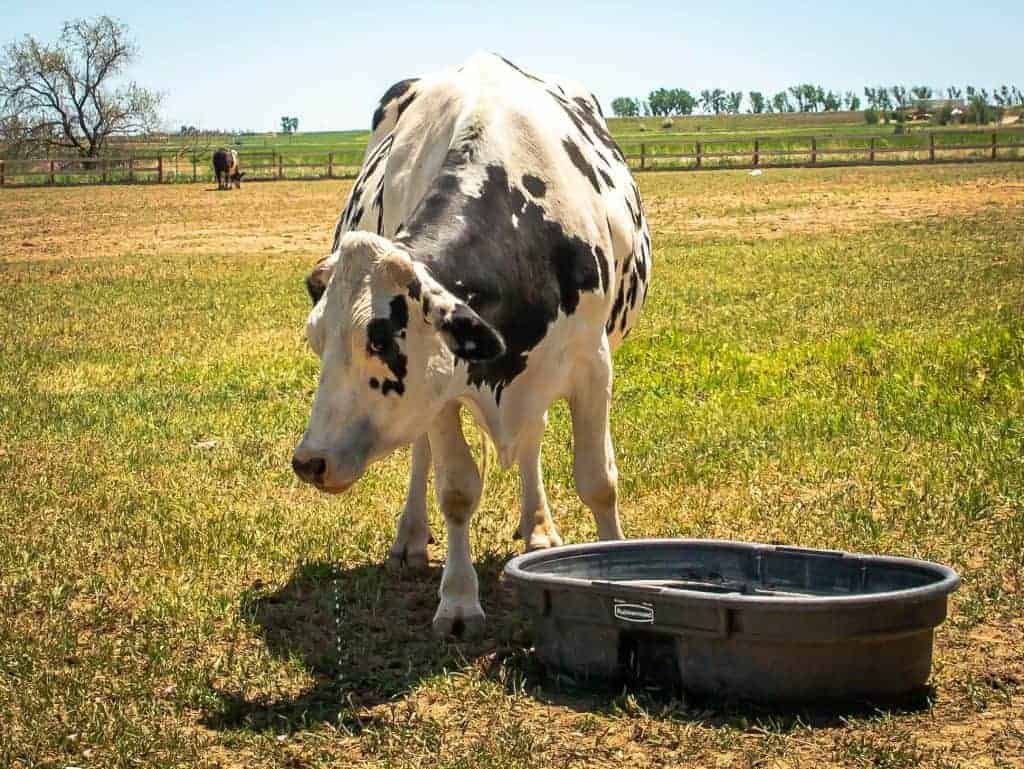 A black and white cow, drinking water from a tub in a pasture, much closer up and clear.