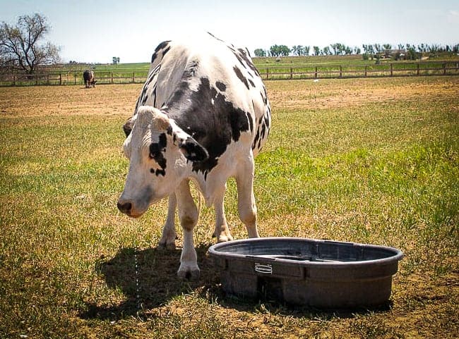 A black and white cow, drinking water from a tub in a pasture, much closer up, but the image quality is poor.