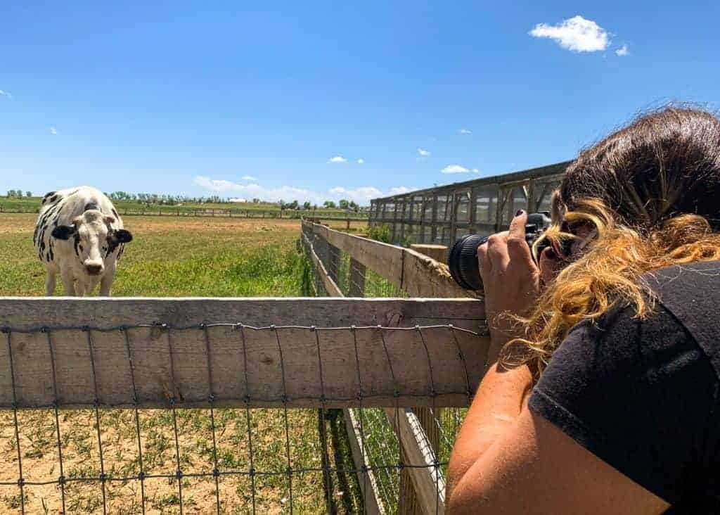 A woman takes a photograph of a large cow from behind a fence.