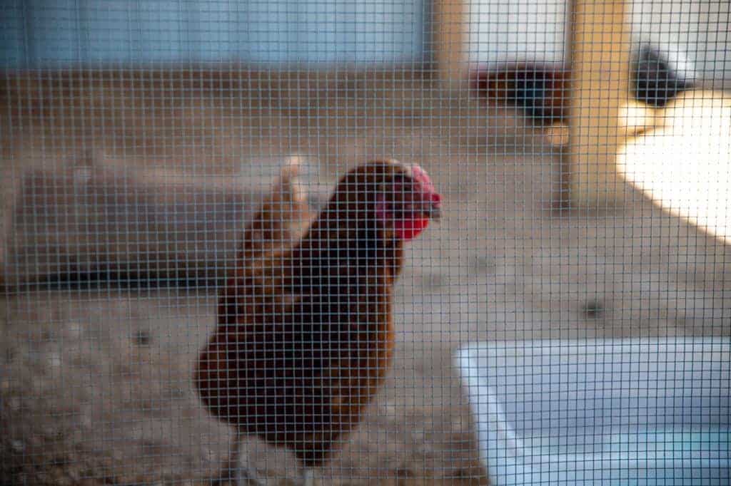 An out of focus chicken, behind a fence that is in focus.
