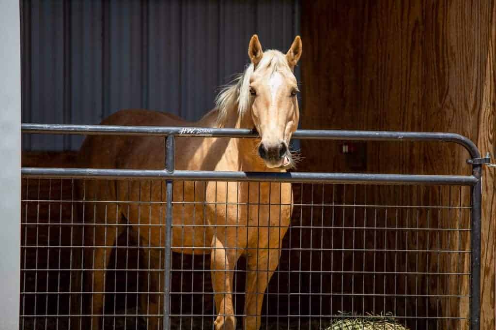 A horse in their stall, looking over the fence, much closer up.