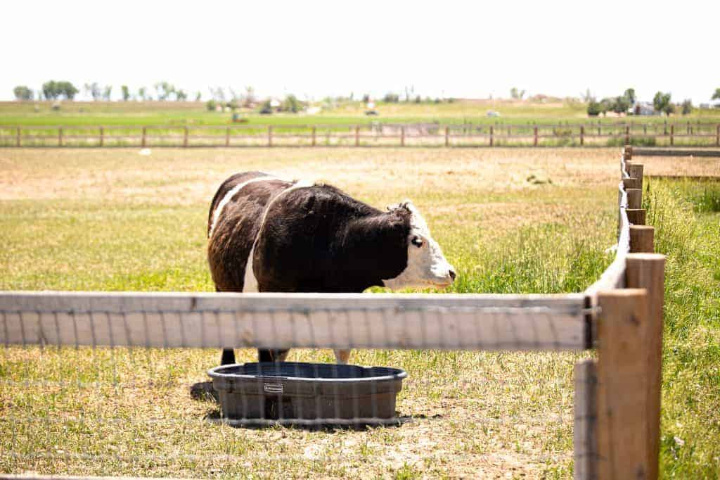 A cow in a pasture near a water tub. The sun is extremely bright, washing out the photo.