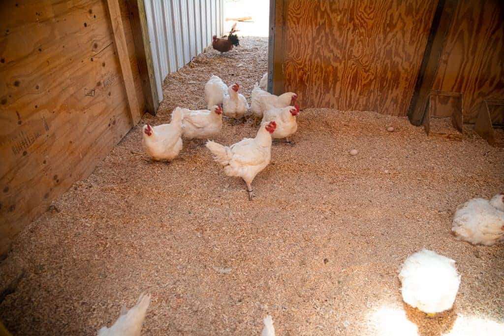 A photograph of six large breed white hens, taken from far above them and a long distance.