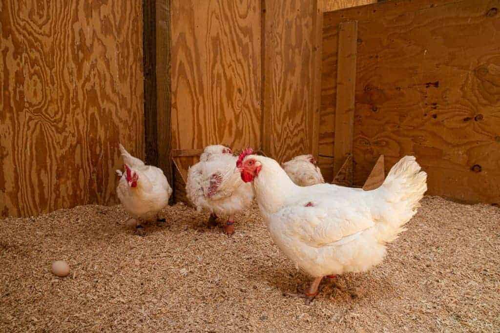 Four large breed hens indoors, all in focus, none paying attention to the photographer.