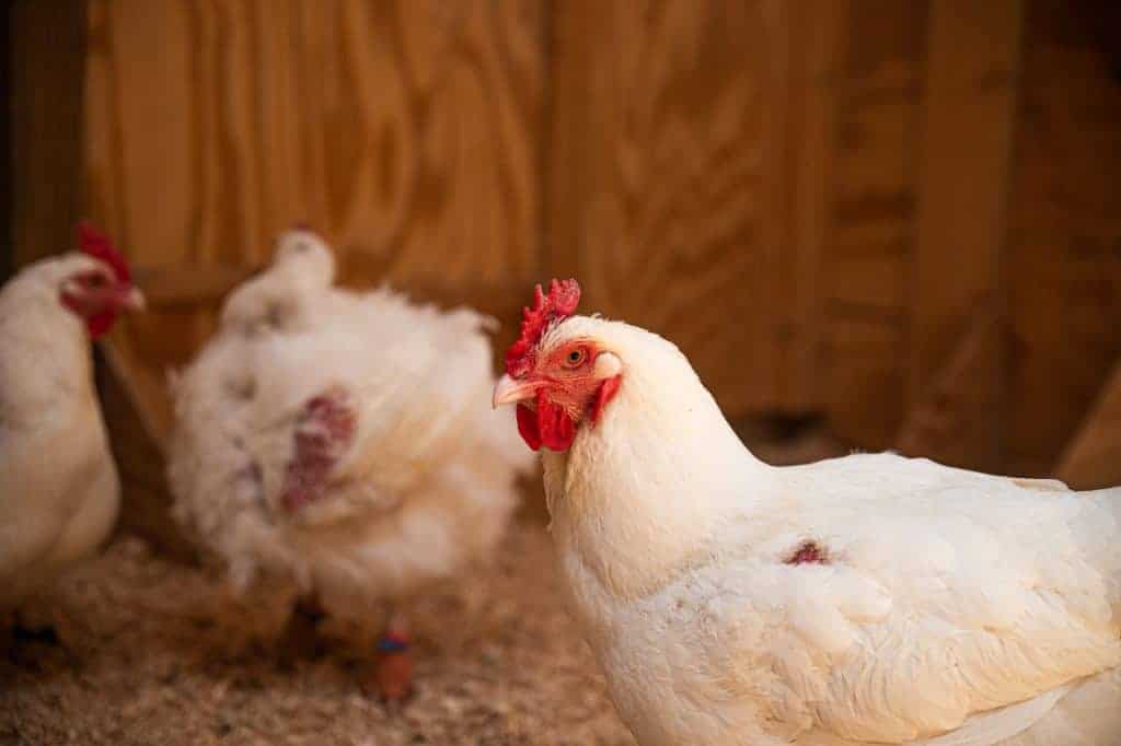 The camera sharply focuses on one large breed hen, with the other individuals in the photo out of focus.