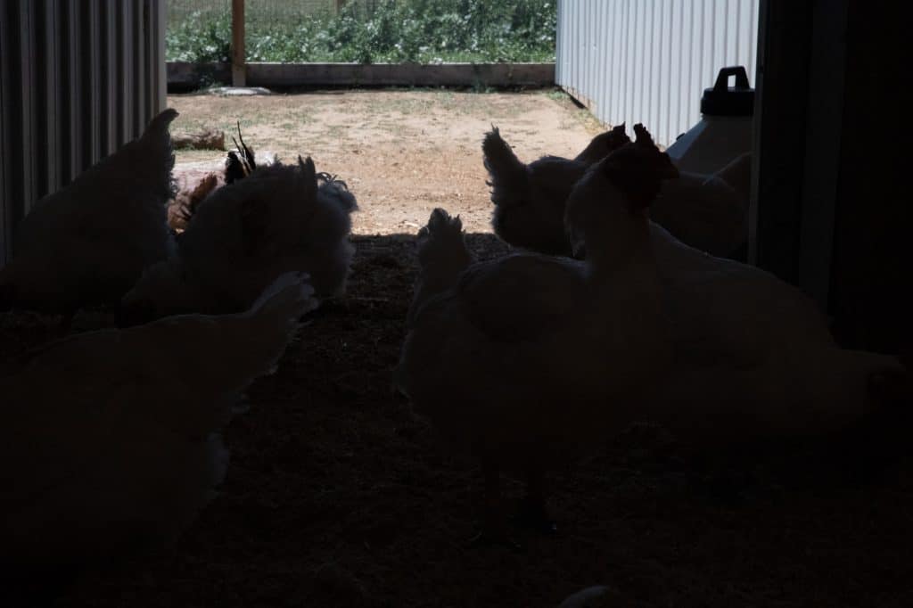 Eight large breed hens walking through a doorway to their outdoor living space. The outside is properly exposed, but now all the chickens are entirely underexposed.