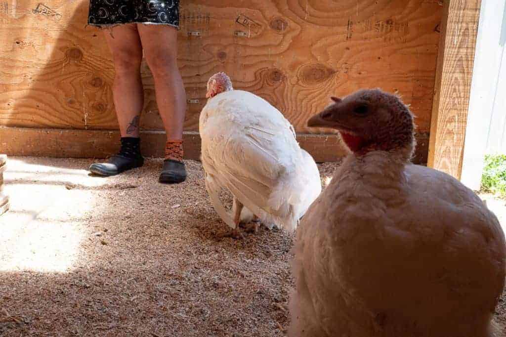 A large breed turkey in shadow, behind them a turkey looking away from the camera, behind them the feet of a caregiver.