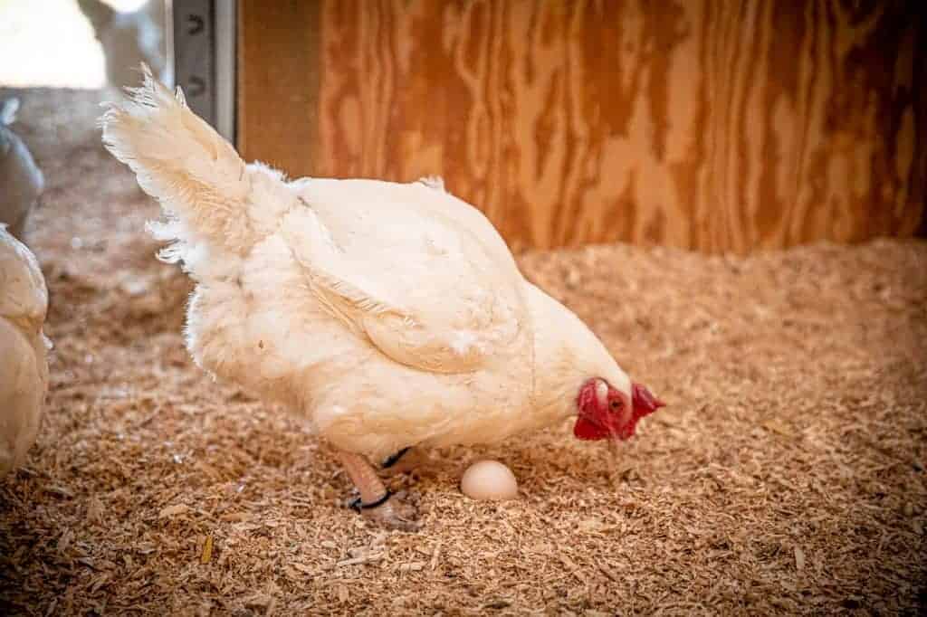 A large breed hen is standing over an egg inside. The photo has been modified to be more sharp, but it still does not look good.