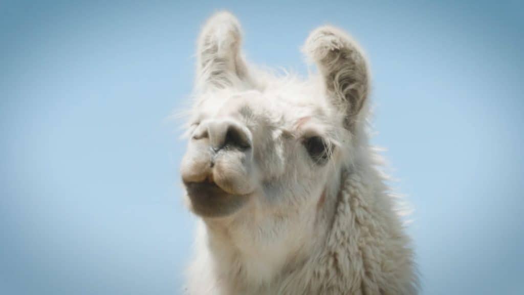 A close up photograph of a llama looking directly at the camera.