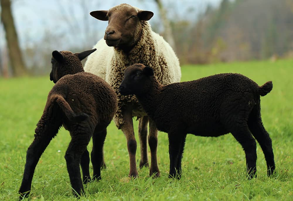 A mother sheep and her two black lambs standing together.