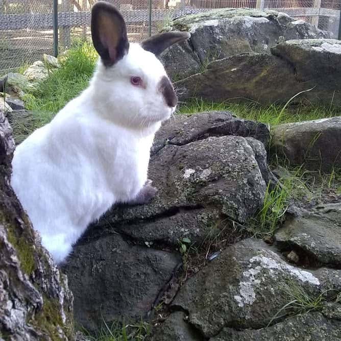 A white rabbit standing on a rock outside