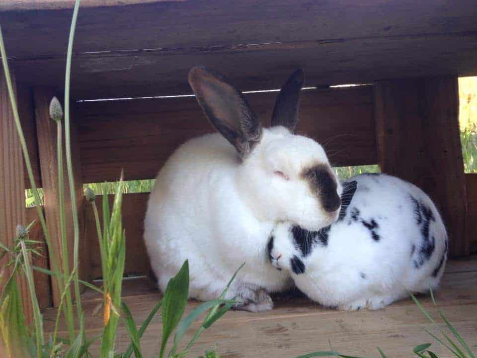 Two domestic rabbits snuggling together under a wooden overhang.
