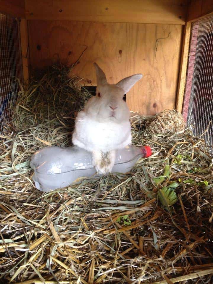A rabbit indoors with a frozen water bottle.