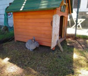 A rabbit sits next to a rabbit house located in a protected outdoor area.
