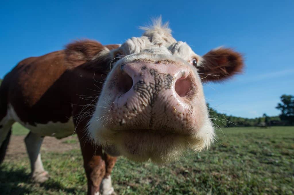 A brown and white cow whose nose is very close to the camera.