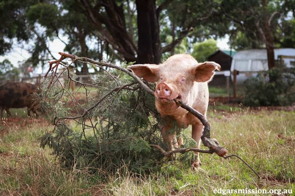 A large breed pig carries a branch across a field.