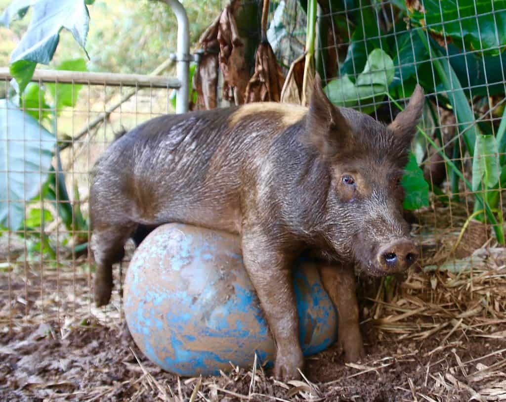 A pig plays with a large ball.