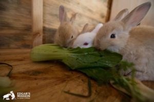 three rabbits eat bok choy together