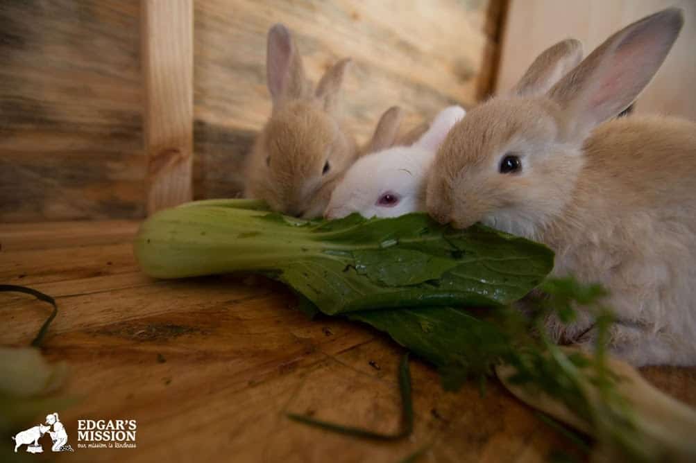 three domestic rabbits eat bok choy together