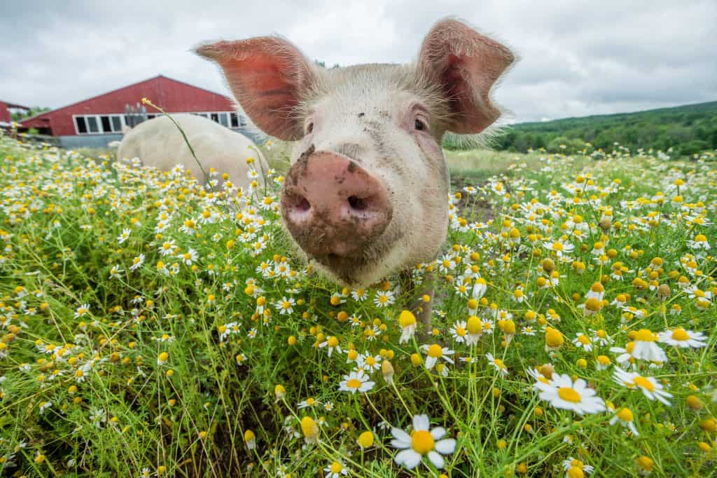 a pig stands in a field of flowers