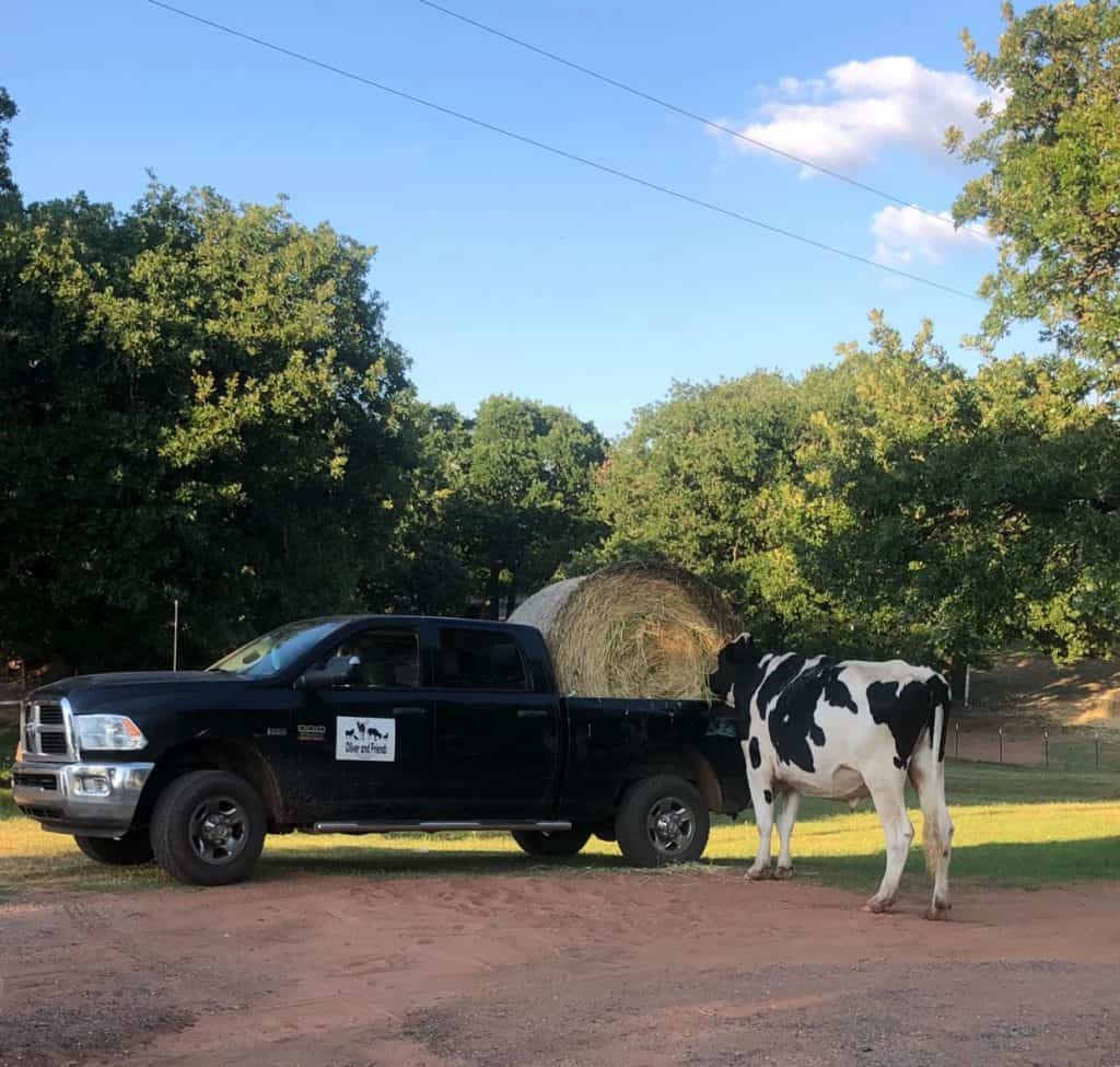 A large holstein cow looks at a pickup truck holding a round bale of hay.
