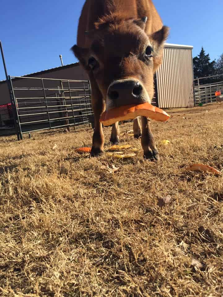A cow eats a pumpkin piece outside.