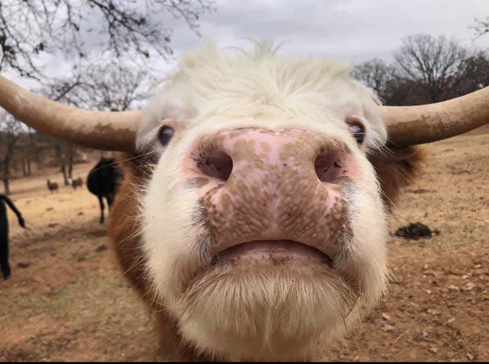A horned cow looks at the camera.