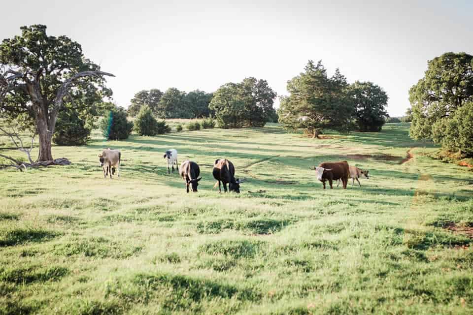 Six cows graze on an open field outside.