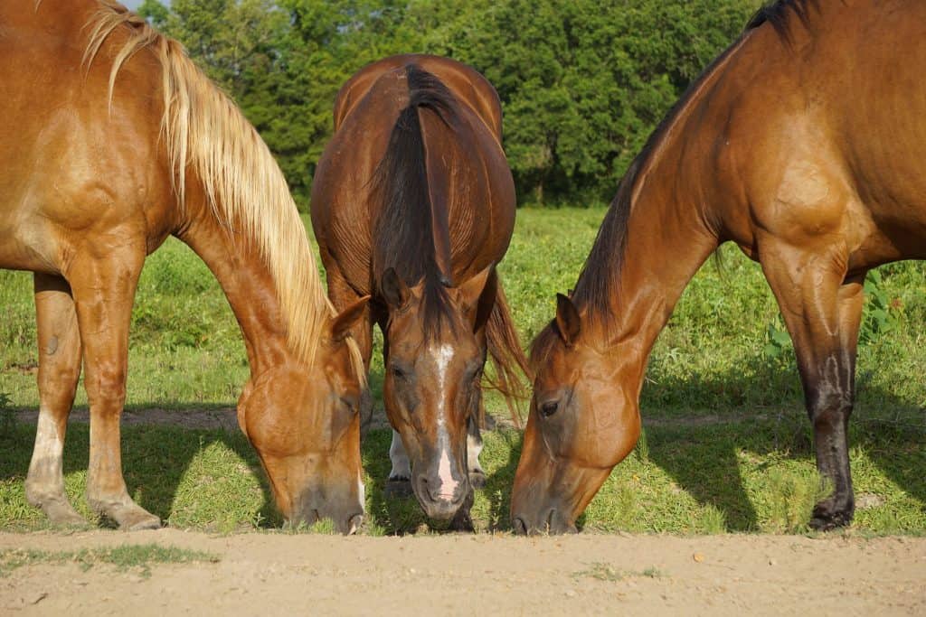 Daily Diet, Treats And Supplements For Horses The Basics The Open