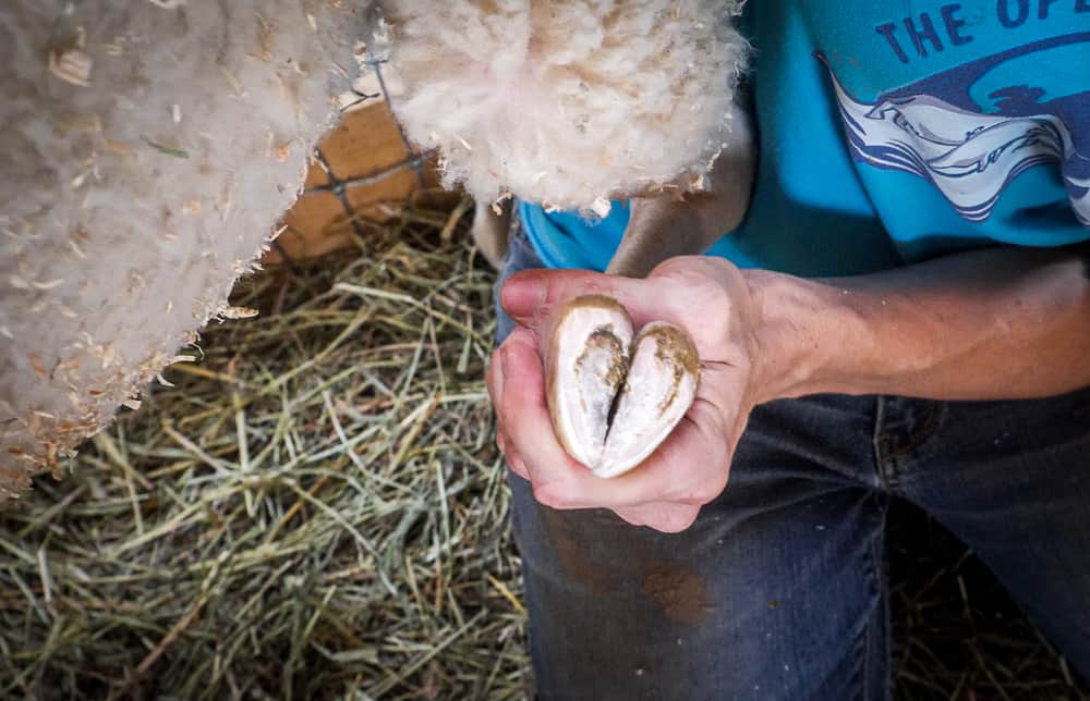 A caregiver holds up a sheep's hoof that has been trimmed so that the hoof wall is flush with the sole.